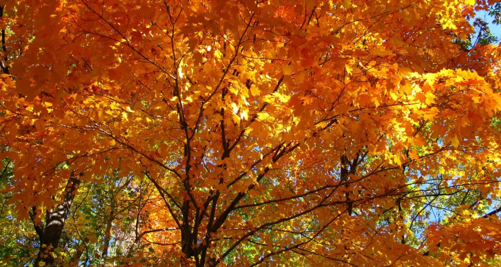 Fall orange maple tree. Plant a tree.