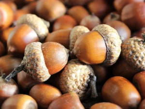 Oak Acorn Seed Closeup