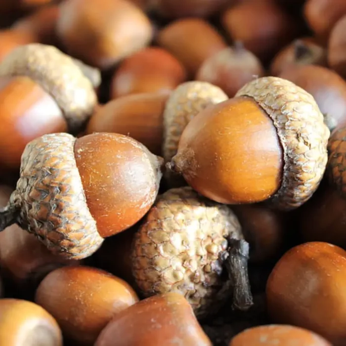 Oak Acorn Seed Closeup