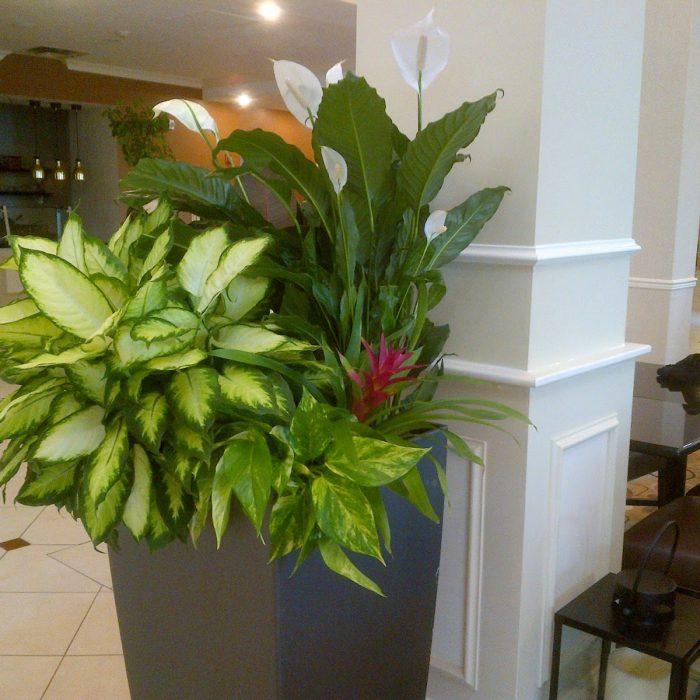 Commercial Interior with Plantscaping